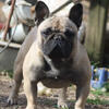 AKC French Bulldog 