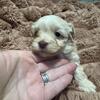 Shin-poo /Malti-poo puppies