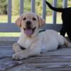 AKC English Labrador Retriever Puppies