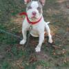 Ukc male bully rehoming or stud