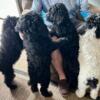 STANDARD POODLE PUPPIES