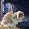 Broken cream Holland lop senior doe and broken frosty Holland lop senior buck for sale (both pedigreed)