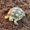 Sulcata Tortoise 