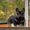 French Bulldog OPEN FOR STUD