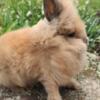 Lionhead bunnies for sale