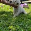 Female Miniature Schnoodle