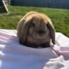 Sweet and beautiful holland lop babies ready to go