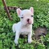 French bulldog puppies