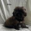 Shihpoo puppies Nonshed