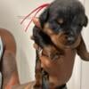 Rottweiler Puppies AVAILABLE