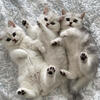 British Shorthair Kittens