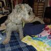 Merle boy up for stud or a i.... 