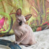 Sphynx and elf kittens are available.