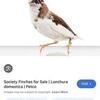 IN SEARCH OF SOCIETY FINCHES