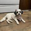 Cavapoo