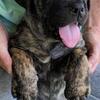 Bandogge "Bandog" Pups