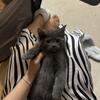 Kittens need new home 