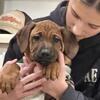 AKC Christmas Puppies - Rhodesian Ridgeback