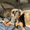 Mini Doberman boy rehome