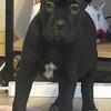Cane Corso puppies
