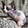 Adorable hairless Sphynx girl kitten black n white