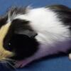 Male and female guinea pig babies