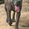 Cane Corso Puppies forsale