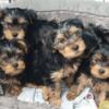 Adorable Yorkie Puppies for Sale!