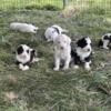 Sheepadoodle puppies for sale SE, KS