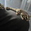 Two Sugar Gliders For Sale