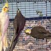 Female Cockateils 2 Years Old Would Make Great Breeders