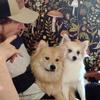 Pom spitz puppies 9/14/26
