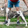 American Bulldog puppies