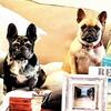 French bulldog male black Merle