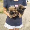 Tea cup Pomeranian puppies