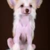 Chinese Crested Puppy Available 