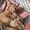 Toy poodle puppies