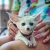 8 Week Old Fennec Fox - Such a Sweet Little Boy!