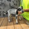 Dolly-Female Bluetick Coonhound