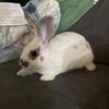 Rabbits to be rehomed (NOT FEEDERS)