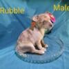 Perfect Pomchi Puppies