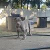 Pure bred American Bully pups available 