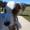 Cute Jack Russell Terrier 