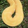 Albino enchi ball python
