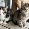Farm Kittens