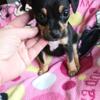 ADORABLE Minpin and chihuahua mix little tiny girl Sadie May