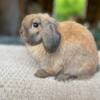 Junior Holland Lop Buck