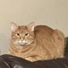 Free Sweet neutered male cat