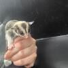 Female lineage sugar glider joey