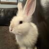 Charlie, Male Lionhead baby bunny rabbit